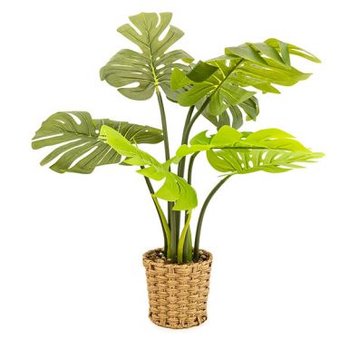 Cheese Plant in Wicker Pot